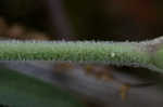 Sticky catchfly